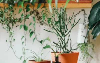 Single Parent Weekly Survival Guide – Week 4 Plants